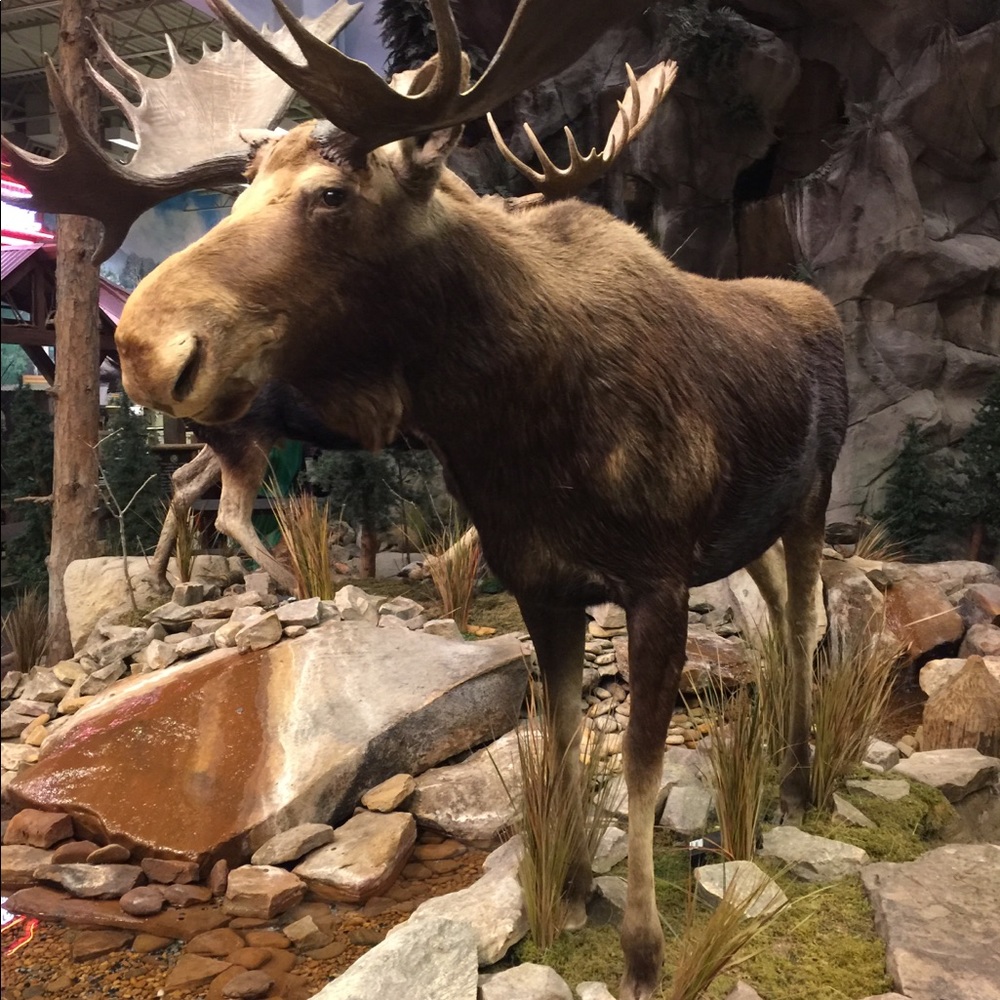 Meet your Posher, Moise